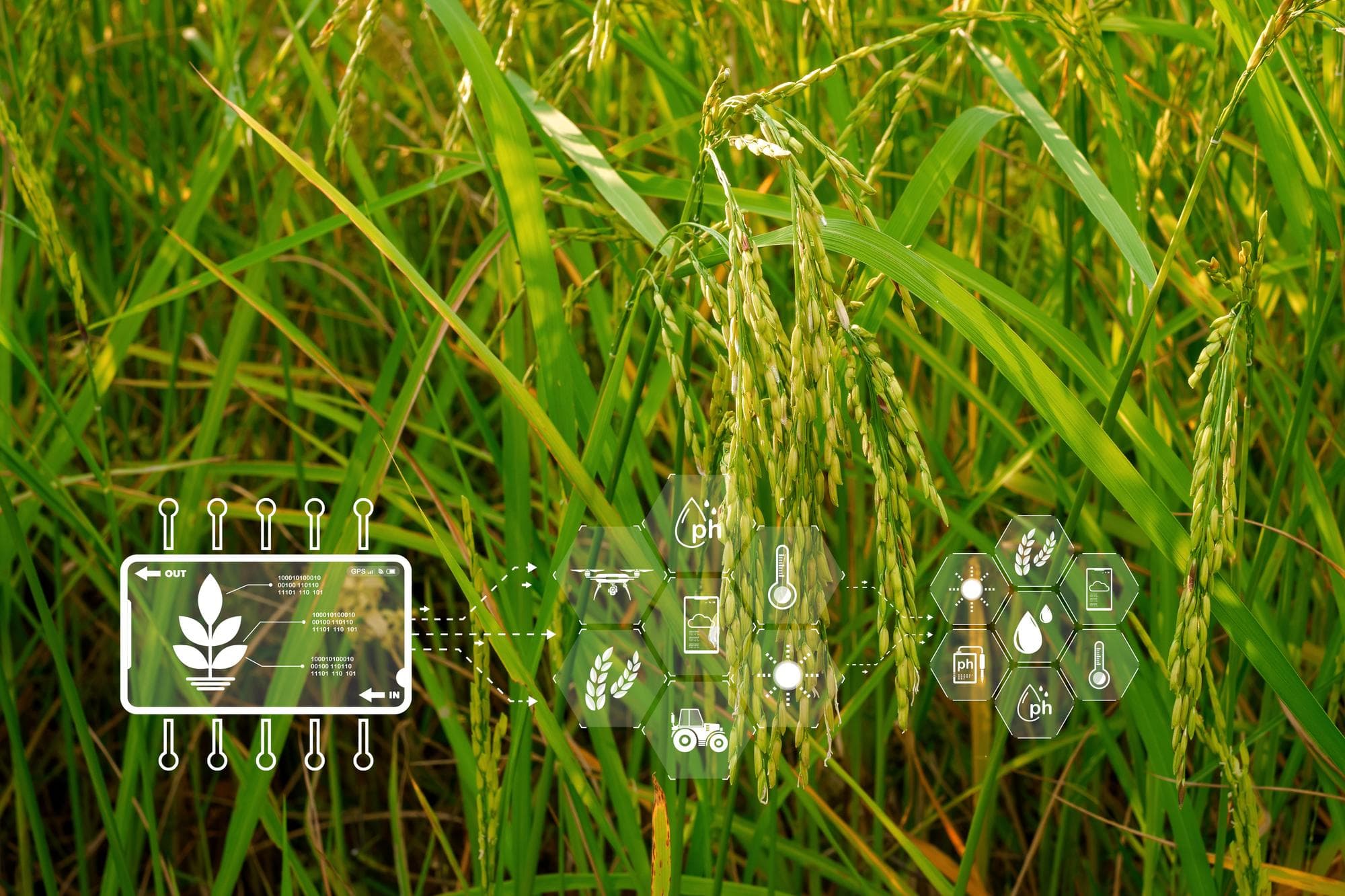 AI-powered crop intelligence platform for real-time crop health monitoring, precision agriculture and smart farming insights
