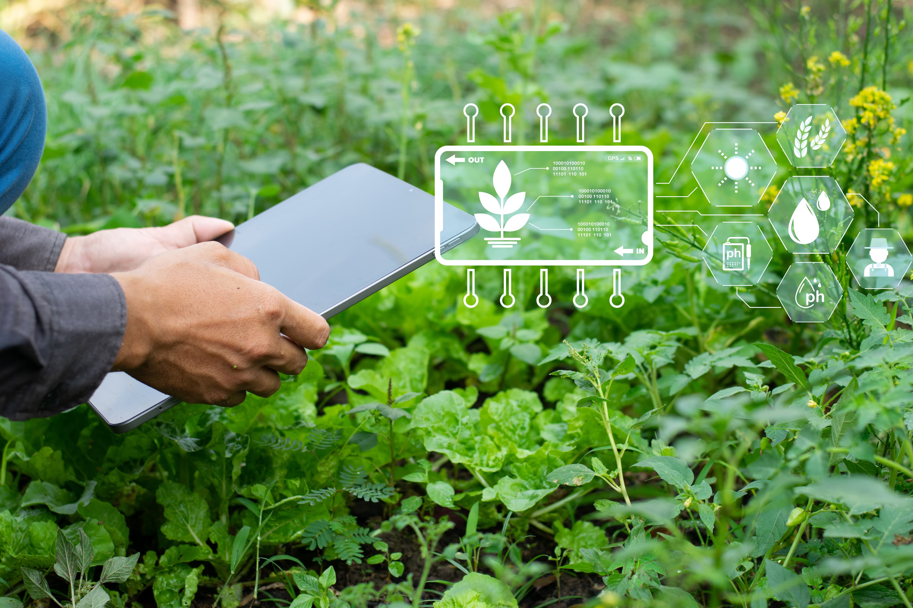 Crop Sense AI farm intelligence platform for crop health monitoring, yield forecasting and agricultural data analytics
