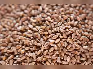 Govt raises wheat MSP by 6.59% to Rs 2,585 per quintal for 2026-27